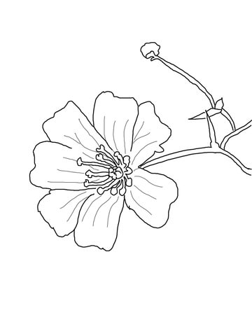 Baby'S Breath Flower Coloring Page